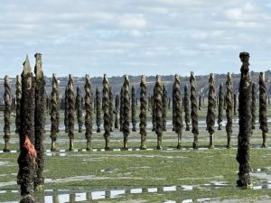 04_pali per l'allevamento di cozze